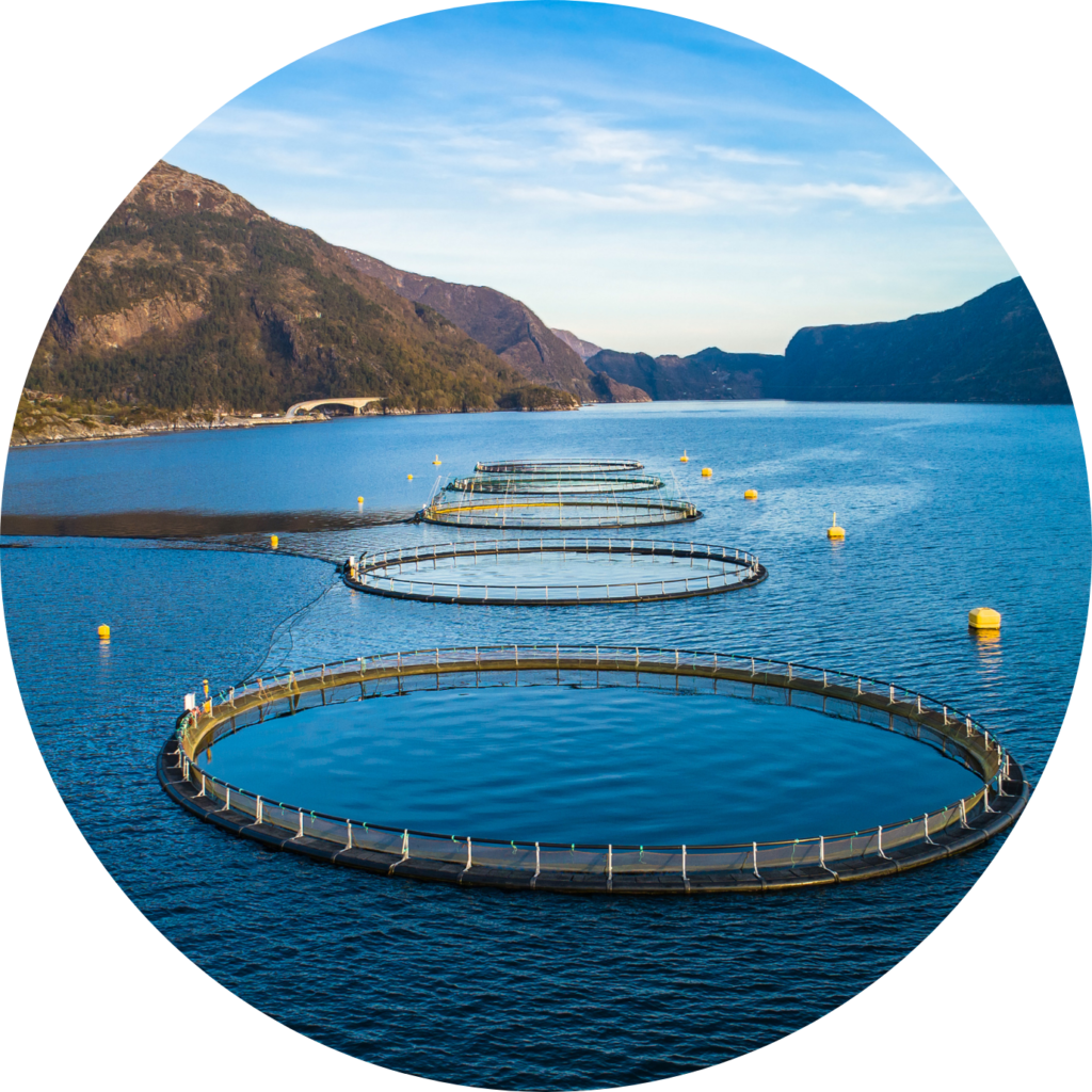 Impianto di itticoltura in mare per allevamento pesci e acquacoltura