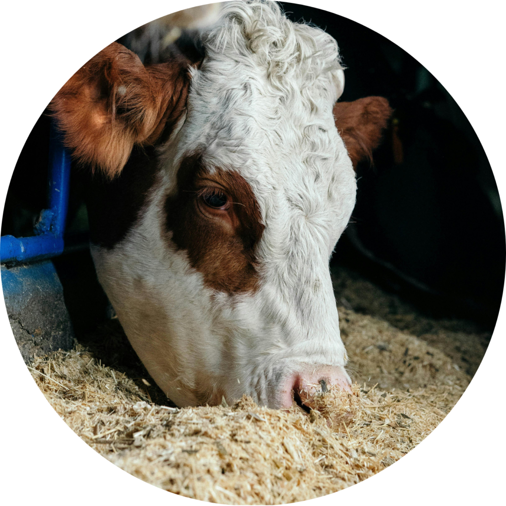 Allevamento bovino in stalla per zootecnia e gestione sostenibile degli animali